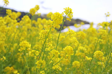 Obraz premium 福岡県古賀市の筵内菜の花公園
