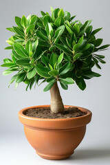 Fresh green potted plants isolated against a neutral backdrop, illustrating the beauty of indoor foliage