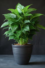 Fresh green potted plants isolated against a neutral backdrop, illustrating the beauty of indoor foliage