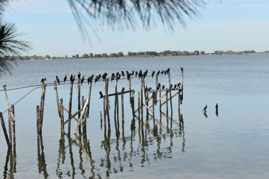 Laguna de Chascom&uacute;s - Argentina