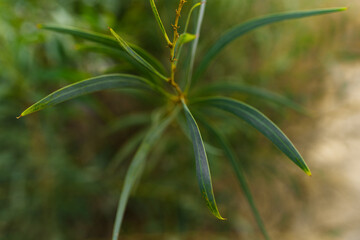 Thin green leaves on tree