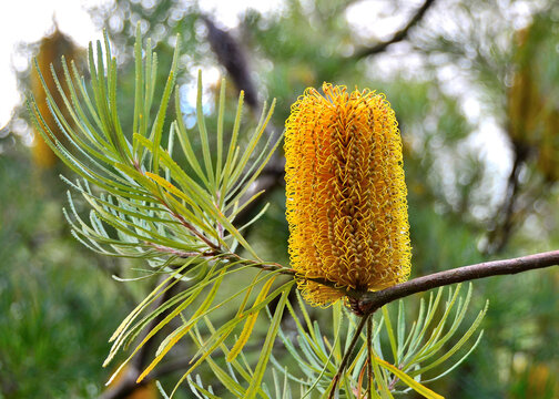Banksia spinulosa in Kahanu National Tropical Botanical Garden, Maui, HI, November