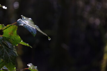 rain drops on a leaf