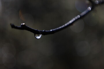 drops on a branch
