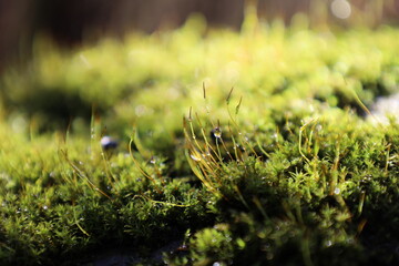 moss