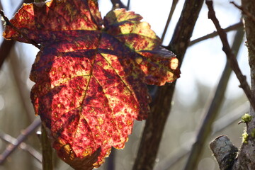 red autumn leaves