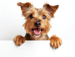 Happy cute jack terrier dog peeking out and hanging its paw on blank poster board against white background. Blank copyspace for text.