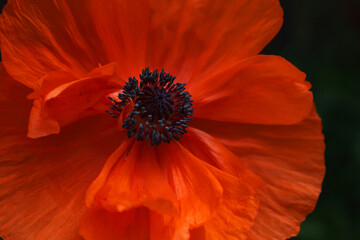 poppy flower in the garden