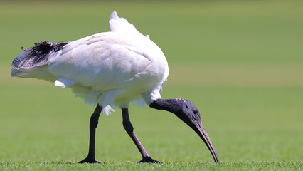 Surface level, side view, Australian white ibis (Threskiornis molucca) standing on short green...