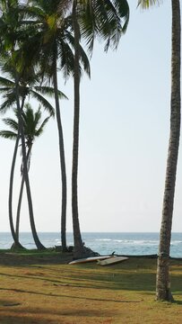 Two surfboards on picturesque tropical shore by waving ocean near palms. 