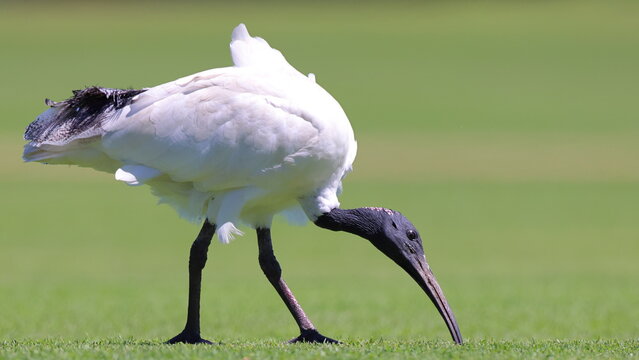 Surface level, side view, Australian white ibis (Threskiornis molucca) standing on short green grass, poking its curved bill into the turf to find grubs (larva of an insect)