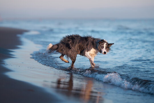 A drenched Border Collie dog trots through shallow sea waters, coat glistening in the sunlight. The playfulness of the pet blends with the serene marine setting, creating a picture of coastal joy