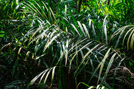 Rainforest foliage plants bushes (ferns, palm, philodendrons and tropic plants leaves) in tropical garden on black background, forest background.