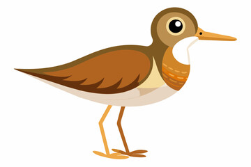 sandplper bird vector illustration