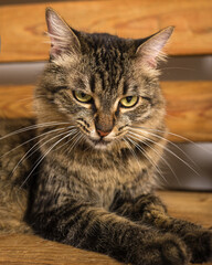Cat sitting on wooden bench. Pet portrait.