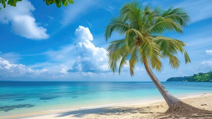 A majestic palm tree stands tall on a tropical beach, casting a graceful silhouette against the...