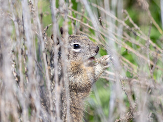Squirrel Eating Food Close-Up