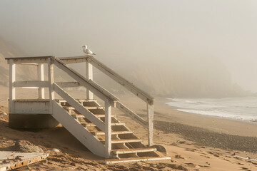 Malibu beach with white stairs leading to the water, seagull on sand, ocean in background, early morning light, foggy weather, sunny day, telephoto lens natural lighting  - Powered by Adobe