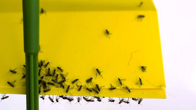 Yellow sticky paper with trapped fungus gnats closeup
