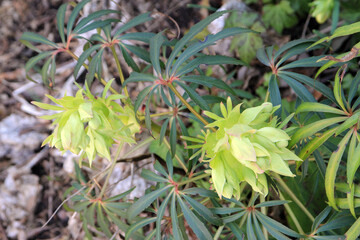 Firs spring flowers