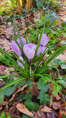 Close-up of a small group of purple and white striped spring crocuses in a glade in a forest