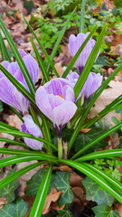 purple crocus flowers in spring