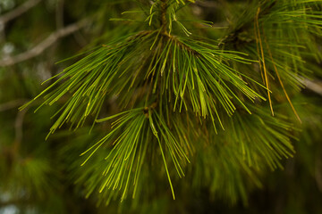 coniferous branches needles on a tree branch