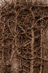 Plexus of dense branches in spring .
