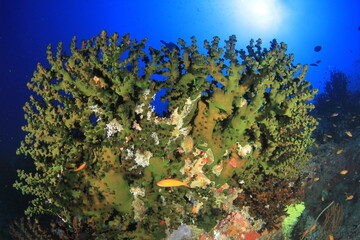 Naklejka premium Green landscape of fan-shaped hard coral on the Indian Ocean floor