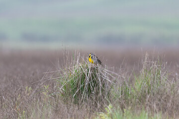 Western Meadowlark perches on a tuft of grass at Tolay Lake Regional Park