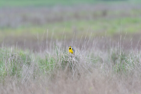 Western Meadowlark perching in the grassland at Tolay Lake Regional Park