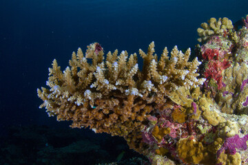 Fan-shaped hard coral on a blue oceanic background 