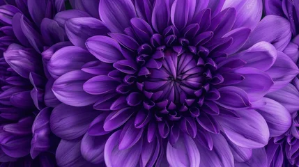  A detailed image of a purple Chrysanthemum flower at a close distance. © Emil