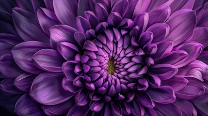 Foto op Plexiglas anti-reflex A detailed image of a purple Chrysanthemum flower at a close distance. © Emil