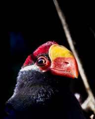 A portrait of a Violet turaco against a dark background