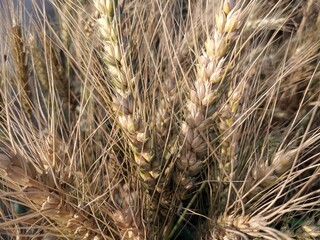 Close-up view of wheat field in village.