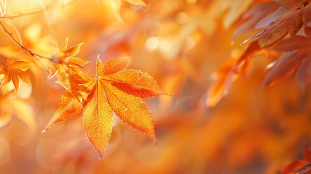 This image depicts golden autumn leaves on a tree as the abstract background, with the focus