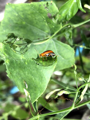 ladybug on green leaf