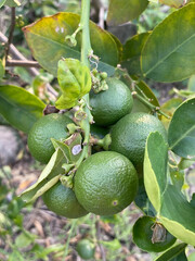 close up of ripe green and ununripe lime on the branches of a tree in the garden