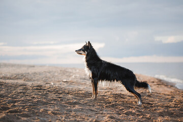 A Border Collie dog gazes out over the beach, poised against a soft sky. The pet silhouette...