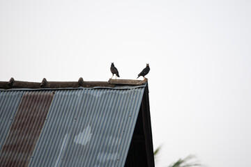 Birds sitting on the roof of the house