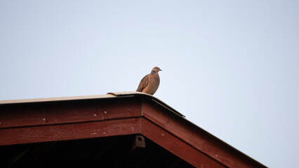 Pigeon sitting on the roof of the house in the evening