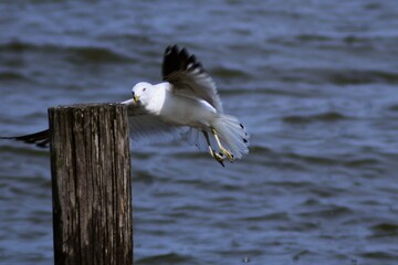 seagull in flight