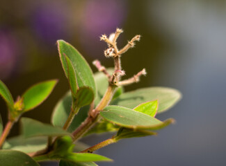La belleza de las flores en Macro 
