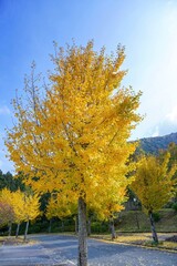 青空バックに見上げるキレイに色づいたイチョウの情景