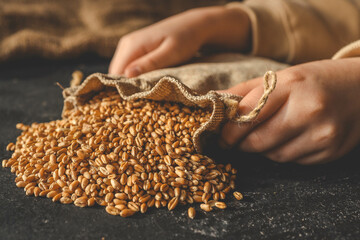 Wheat grain spills out of burlap on a black background