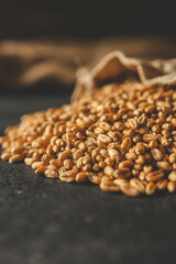 Obraz premium Wheat grain spills out of burlap on a black background