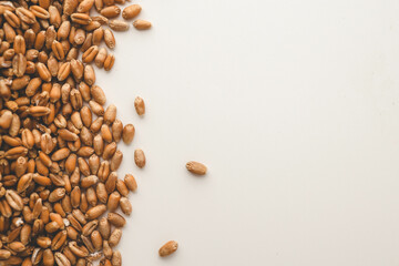 Wheat grains scattered on a white background
