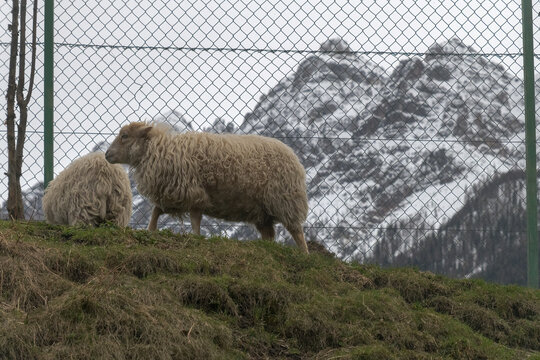 Schaf vor Maschendrahtzaun und schneebedecktem Berg