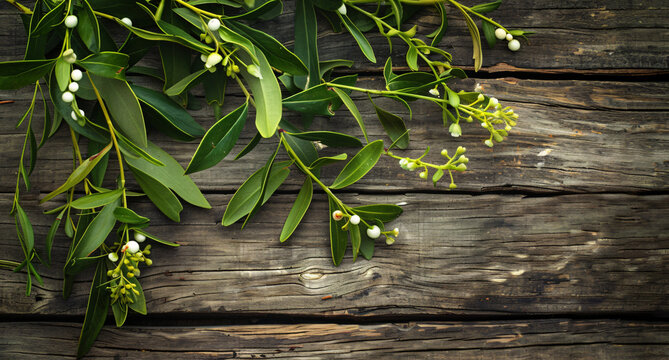 midothian mistletoe on an old wood background, high resolution photography, insanely detailed and intricate, sharp focus, HDR, 8k, top view. The image is in the style of a photograph